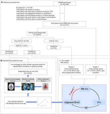 The causal effect of HbA1c on white matter brain aging by two-sample Mendelian randomization analysis